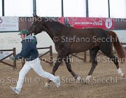 Appio Claudio TosTour2013- S5 2992 : Appio Claudio, Arezzo, Arezzo Equestrian Centre, Cavalli d'Italia, Toscana Tour 2013, foto di Stefano Secchi ©